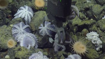 Media type: image;   Invertebrate Zoology 153105 Description: live specimen;